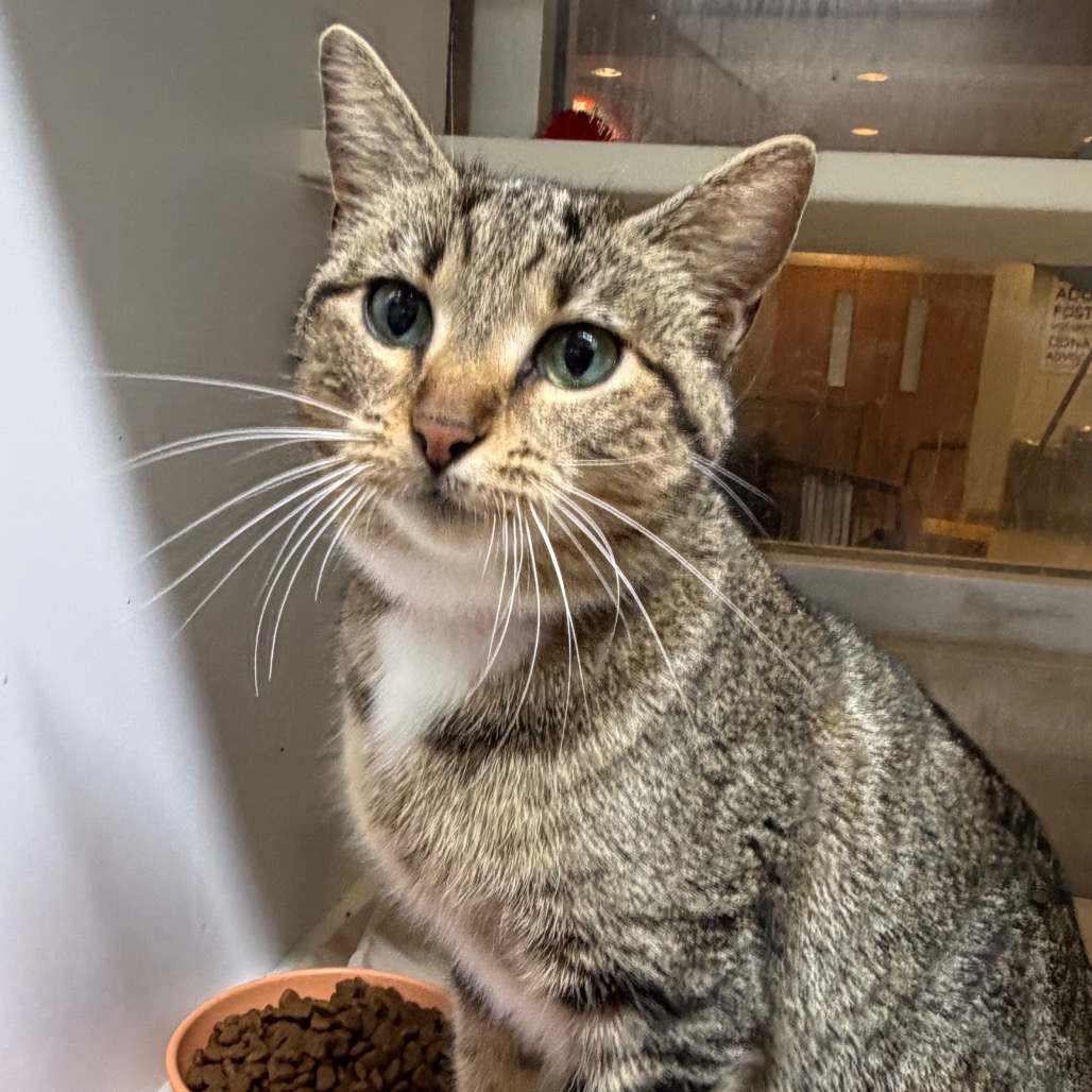 Fasa — thumbnail 5