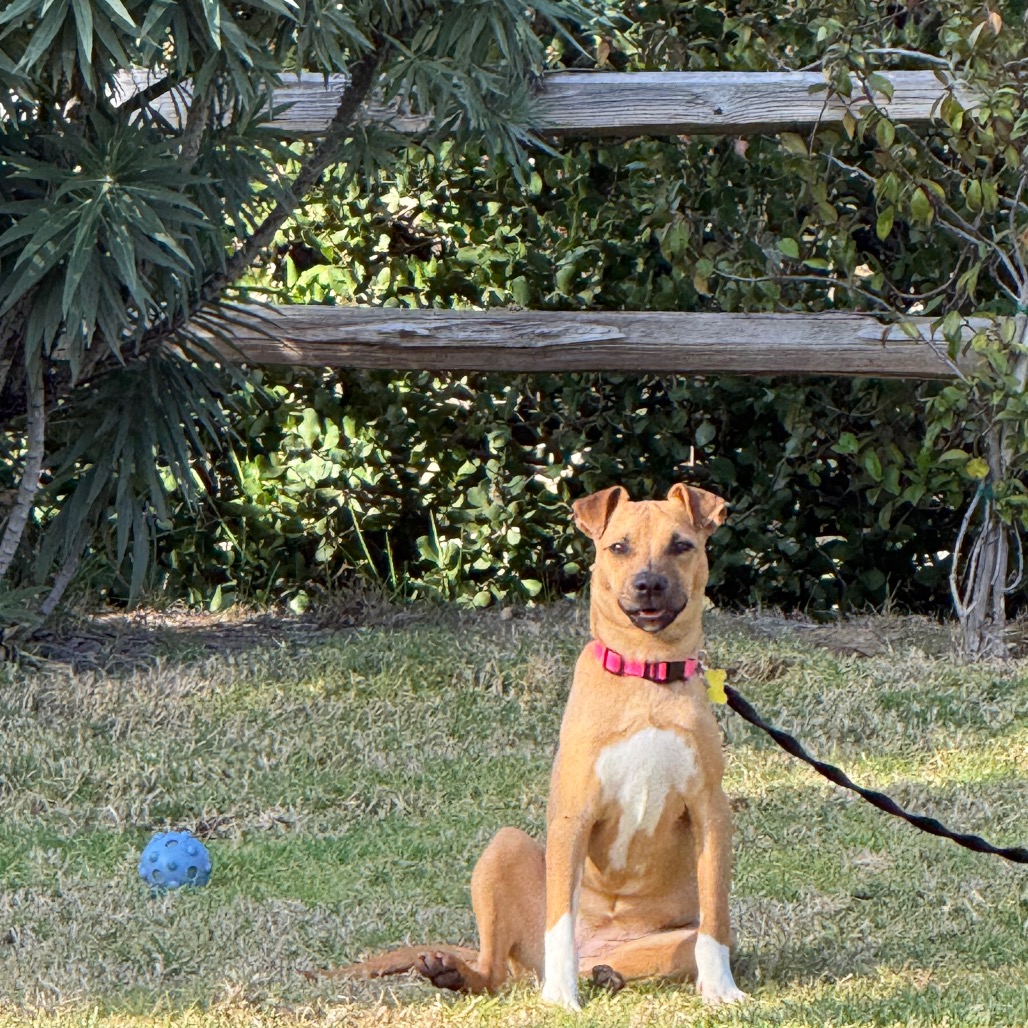 Lily, photo 3
