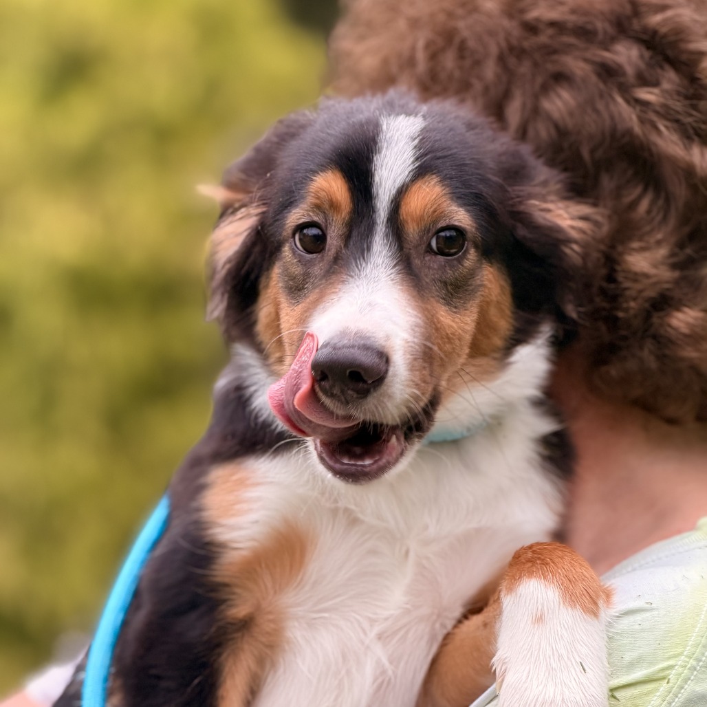 Monty - available 9/18 photo 3