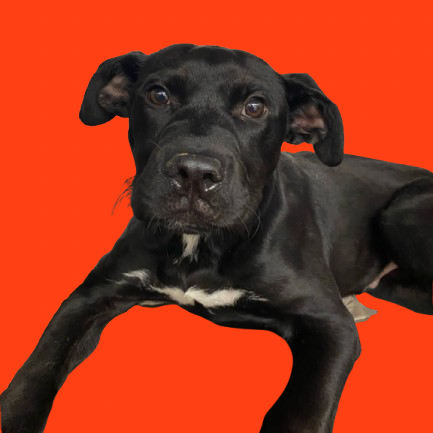 Kash