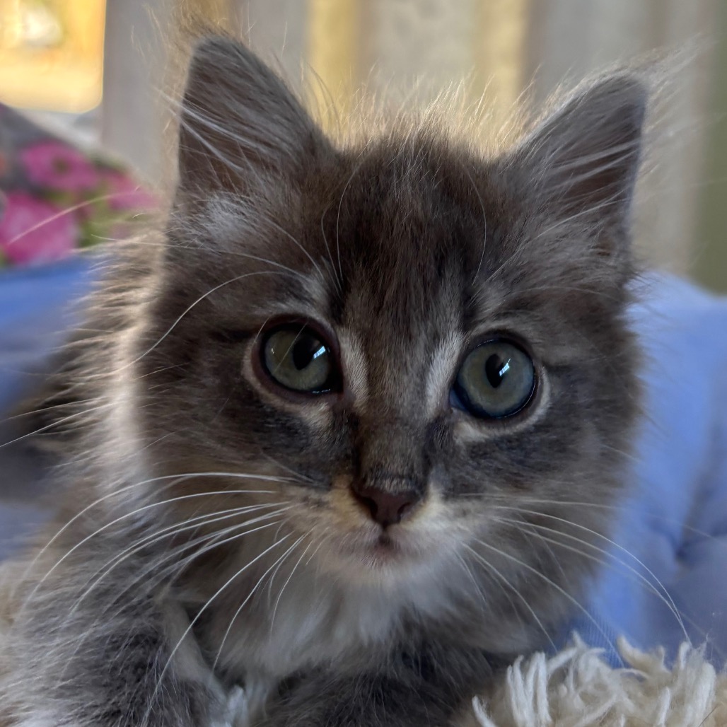 Sally - Domestic Medium Hair