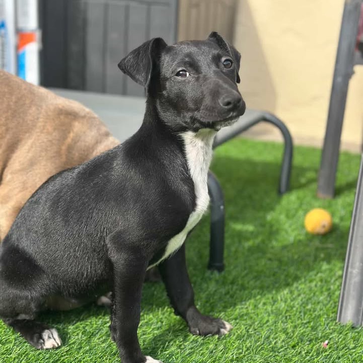 Onyx — thumbnail 4