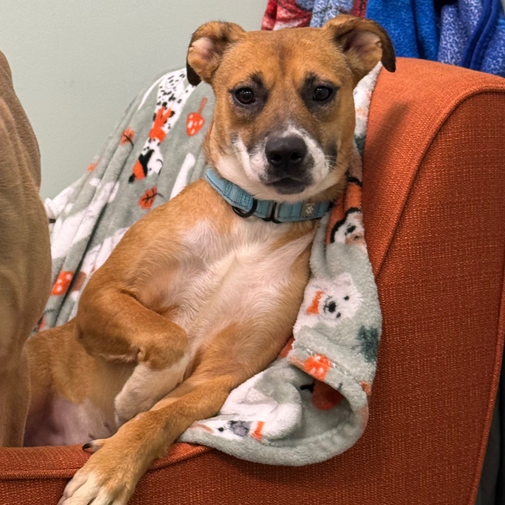 ALMA - Mixed Breed (Medium) available for adoption