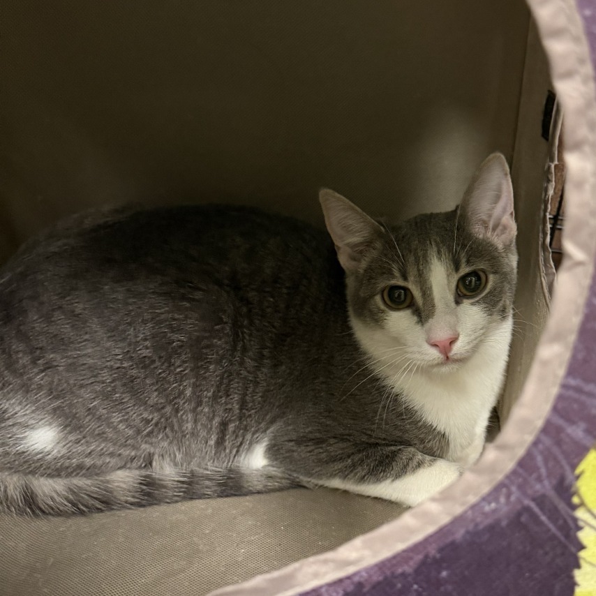 JULIUS THE SECOND - Domestic Shorthair available for adoption