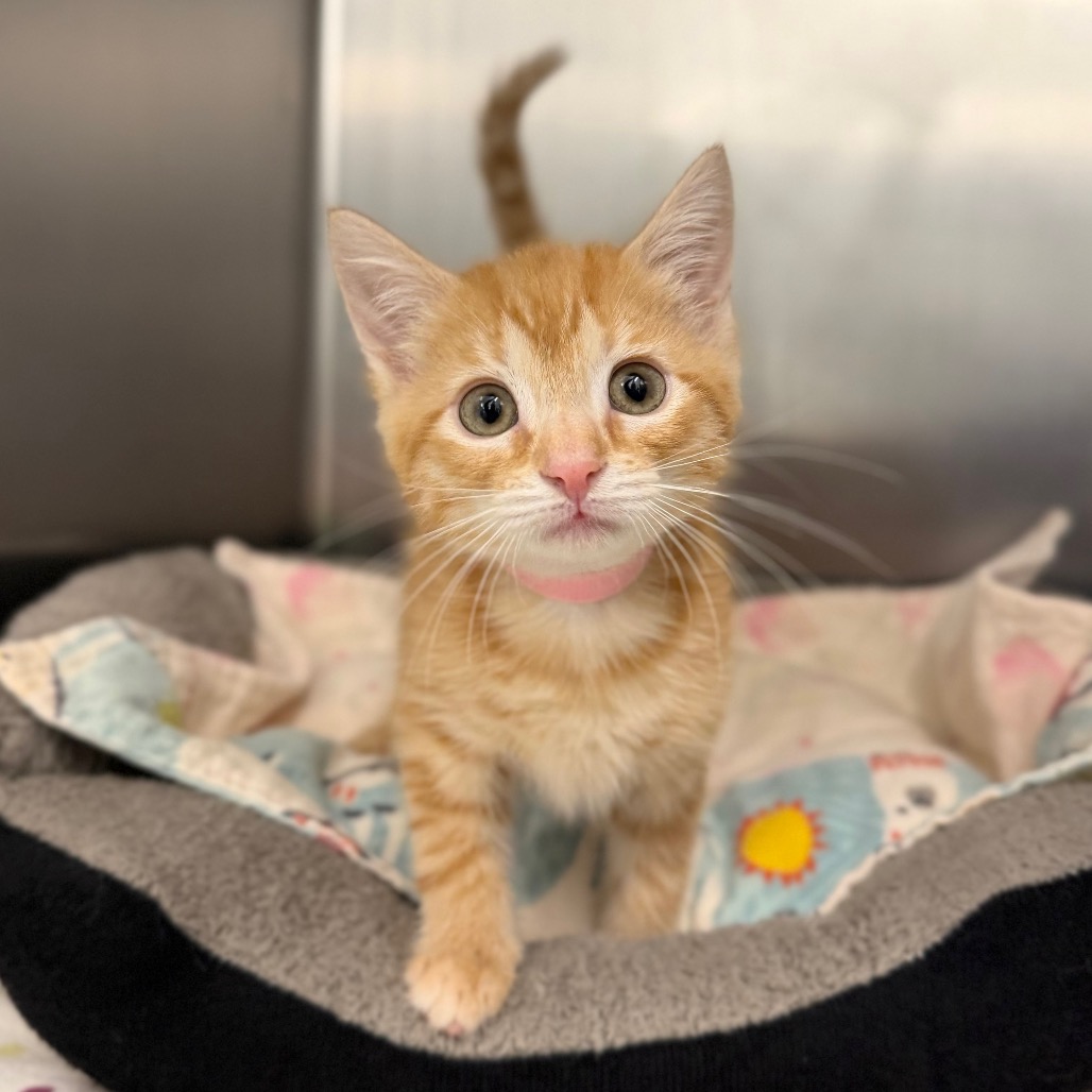 YAM - Domestic Shorthair available for adoption