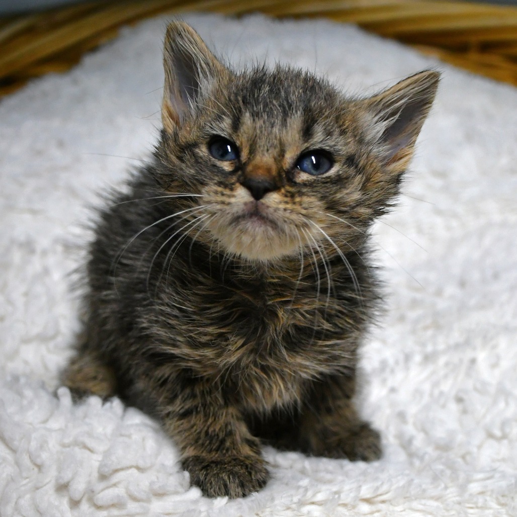 ALIX - Domestic Shorthair available for adoption