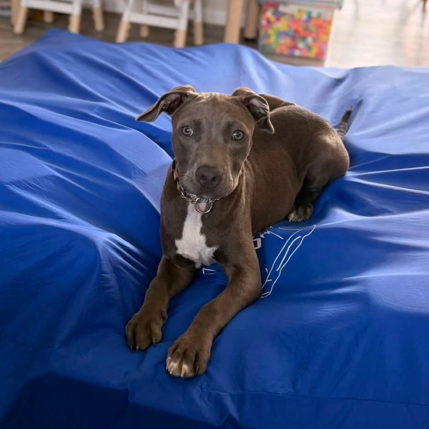 MADISON - Terrier, Pit Bull / Mixed Breed (Medium) available for adoption