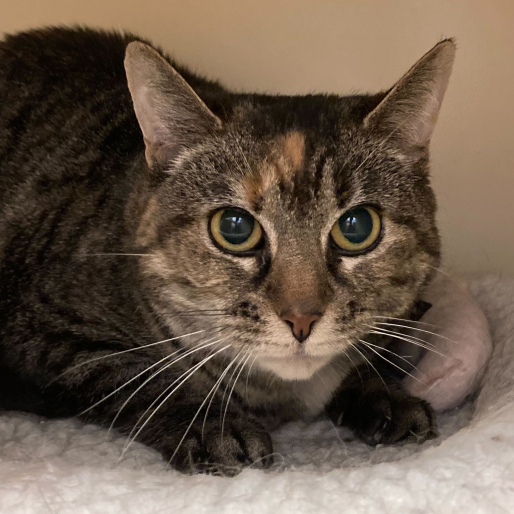 PUDDING - Domestic Shorthair available for adoption