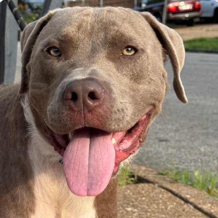 Handpie, a Terrier, Pit Bull