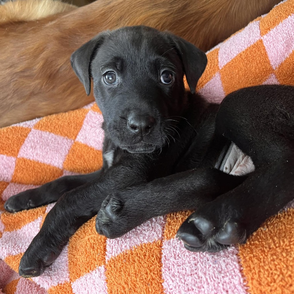 Dr. Robby — thumbnail 5