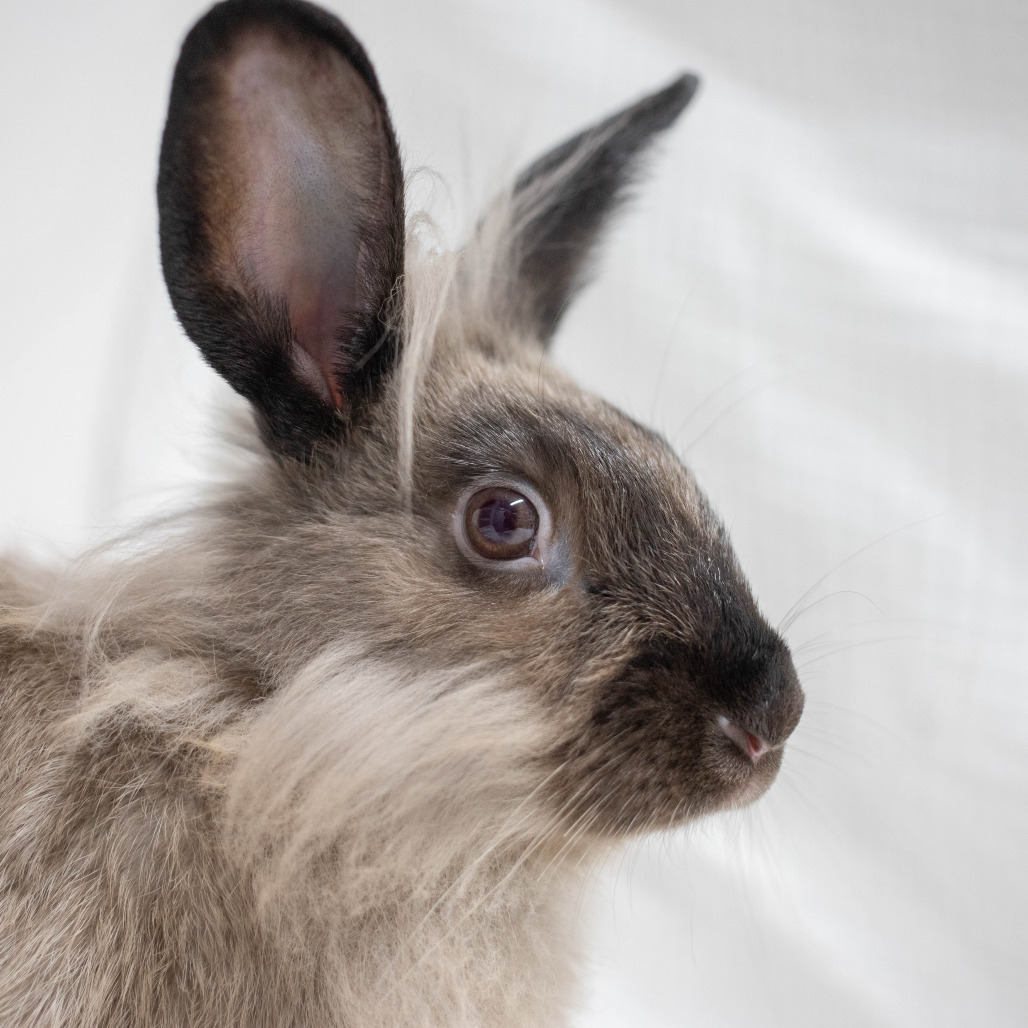 Basil Stag Hare, photo 6