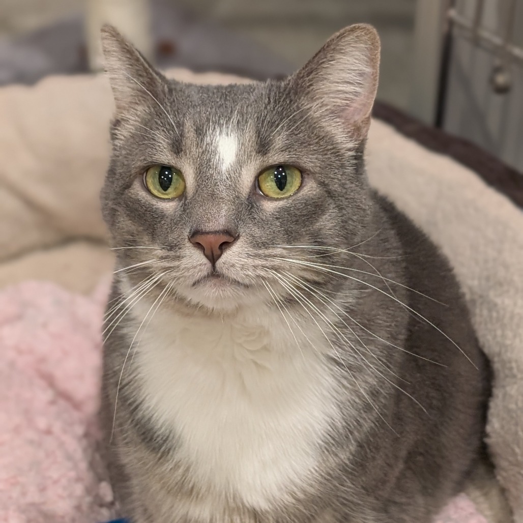 BRICK - Domestic Shorthair available for adoption