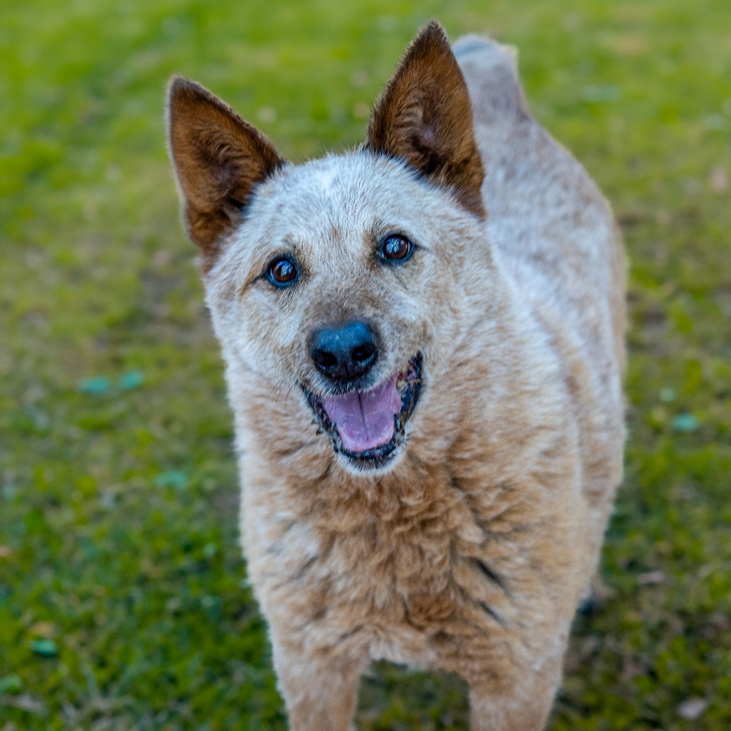 BANJO, photo 4