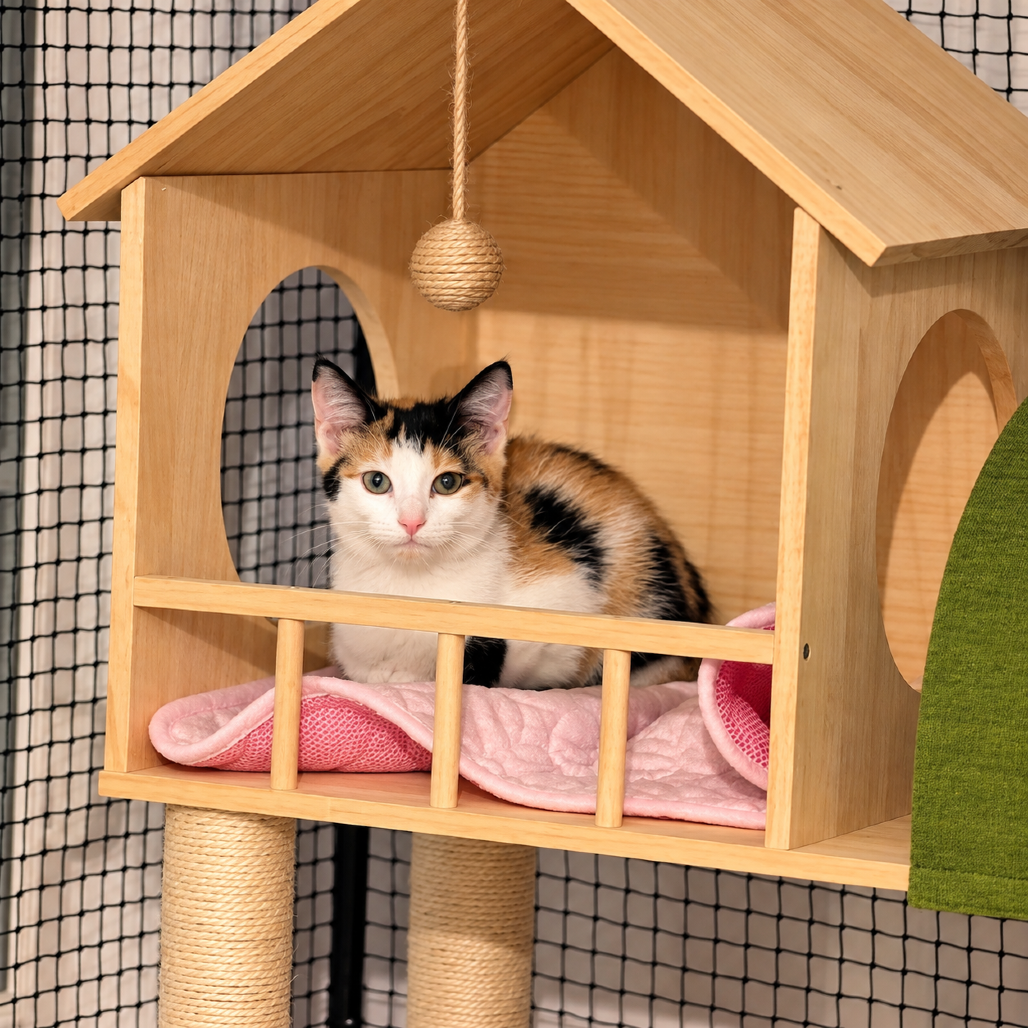 SNICKERDOODLE - Domestic Shorthair available for adoption