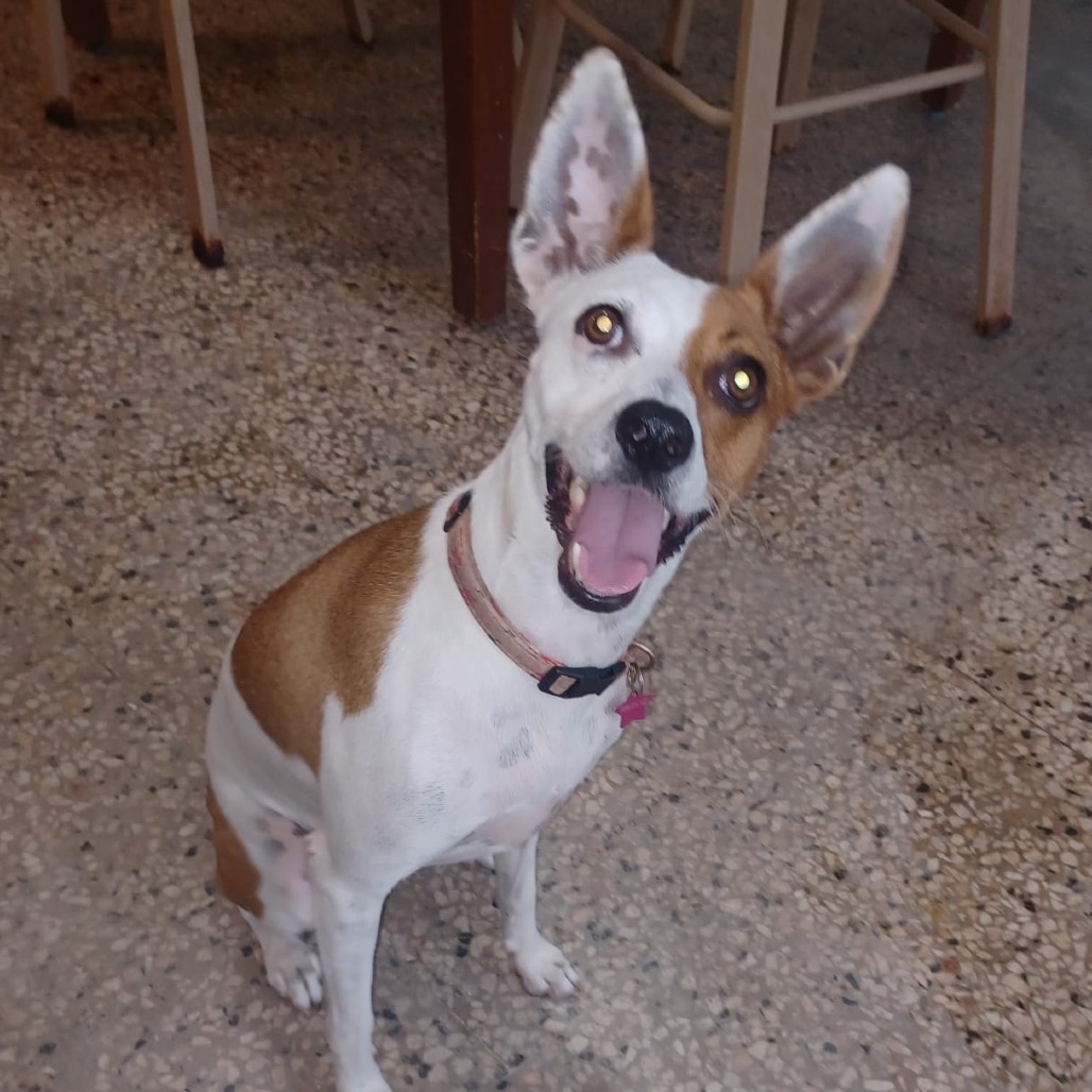 PECAS - Terrier / Mix available for adoption