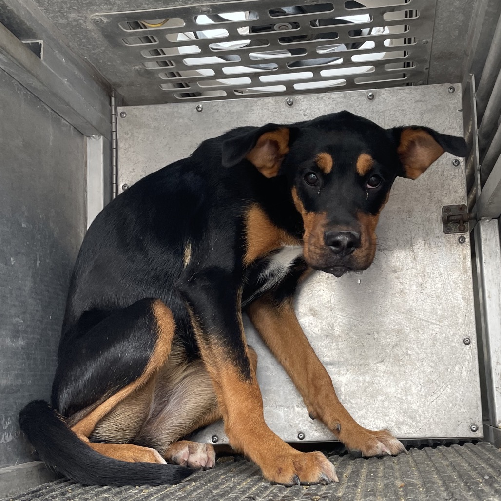 KISSES - Boxer / Shepherd available for adoption