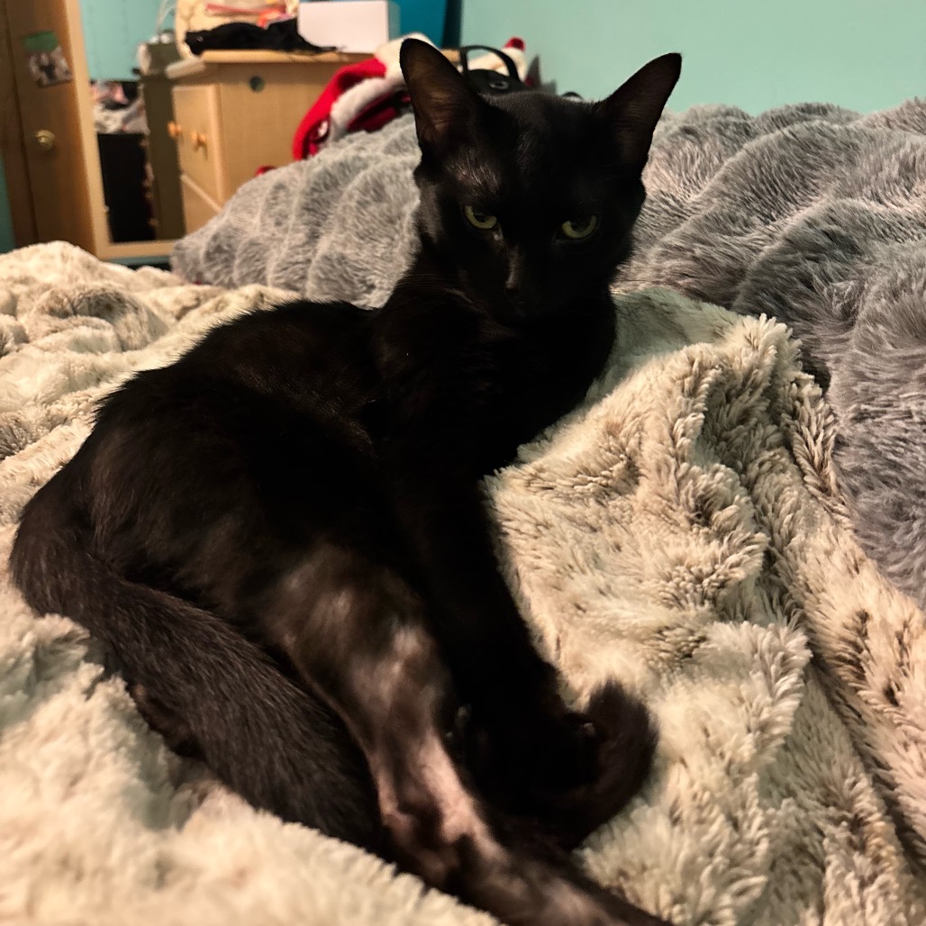 Cortez: Visit me at Elkhart PetSmart!, photo 4