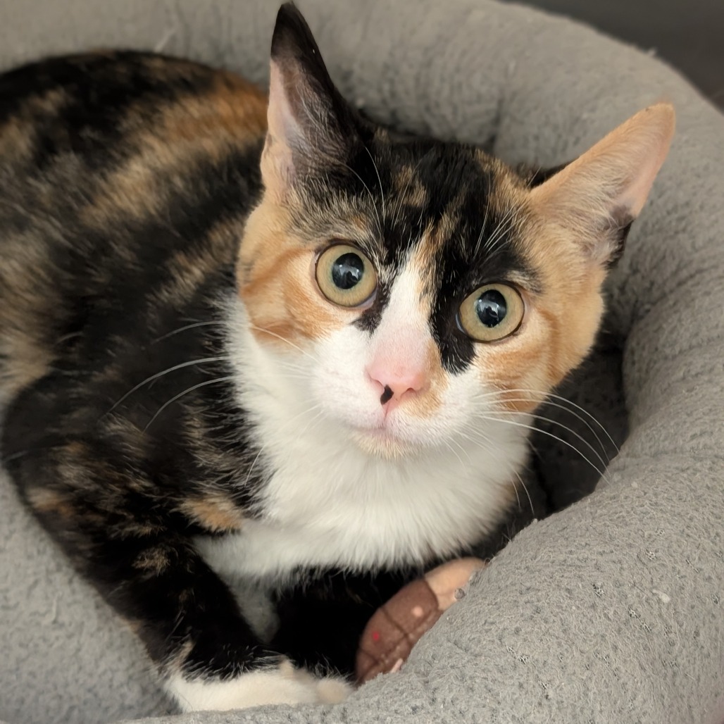 SUMMER - Domestic Shorthair available for adoption
