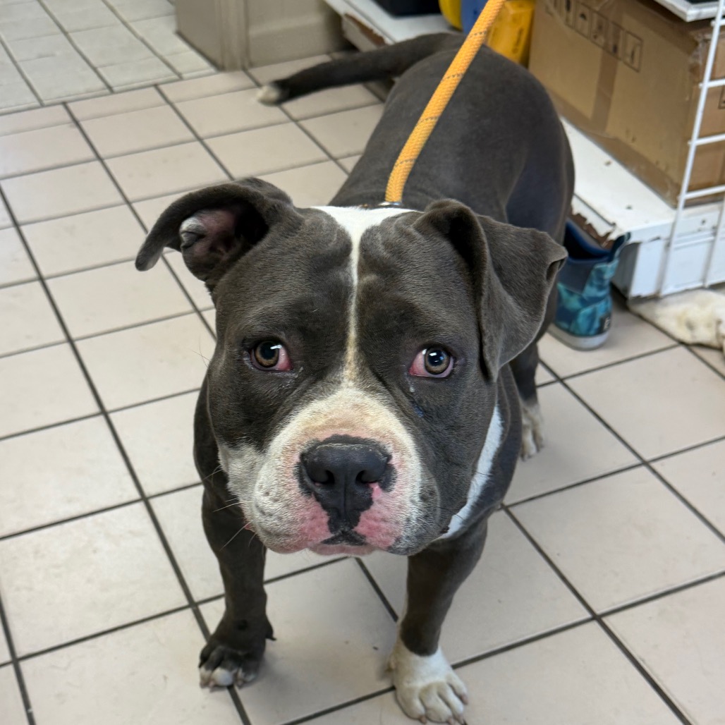 Tusc Stray 85929