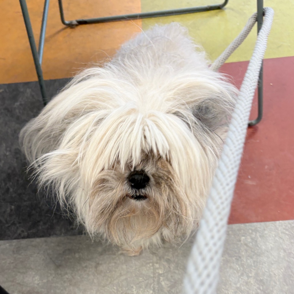 Altaria — thumbnail 2