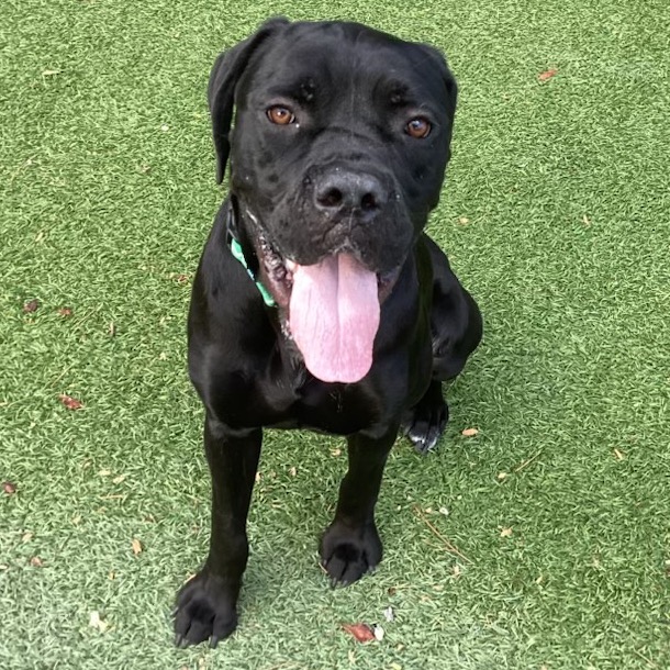 BETTY - Mastiff / Cane Corso available for adoption