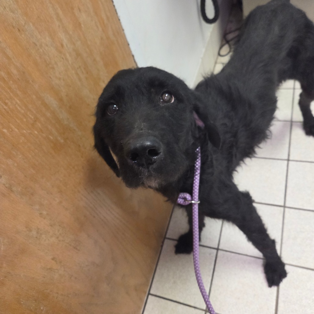 Benedict — thumbnail 2