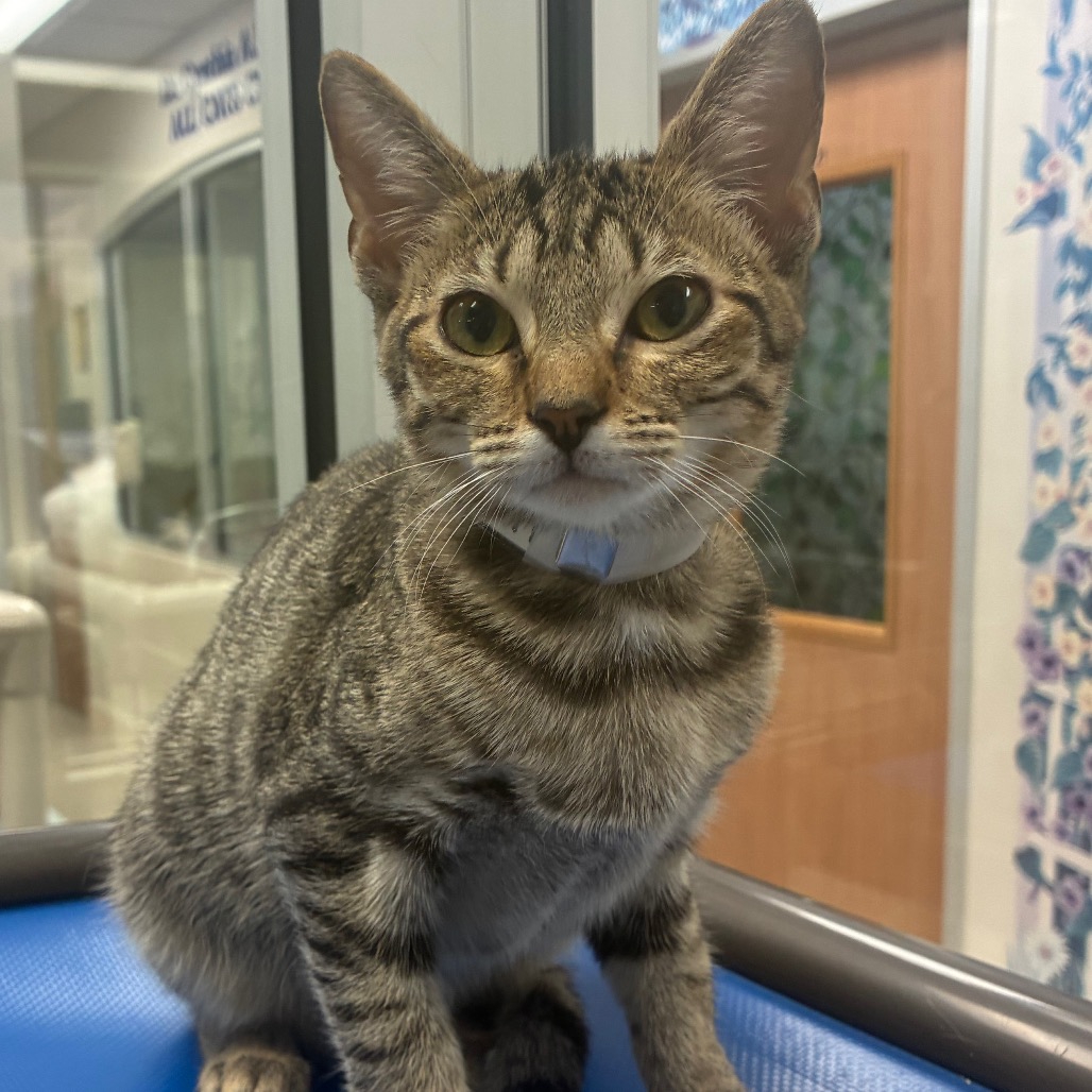 HERCULES - Domestic Shorthair available for adoption
