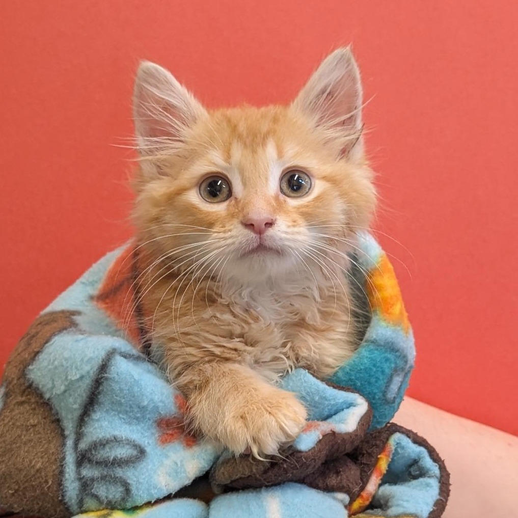 BROTHER BOURBON - Domestic Longhair available for adoption