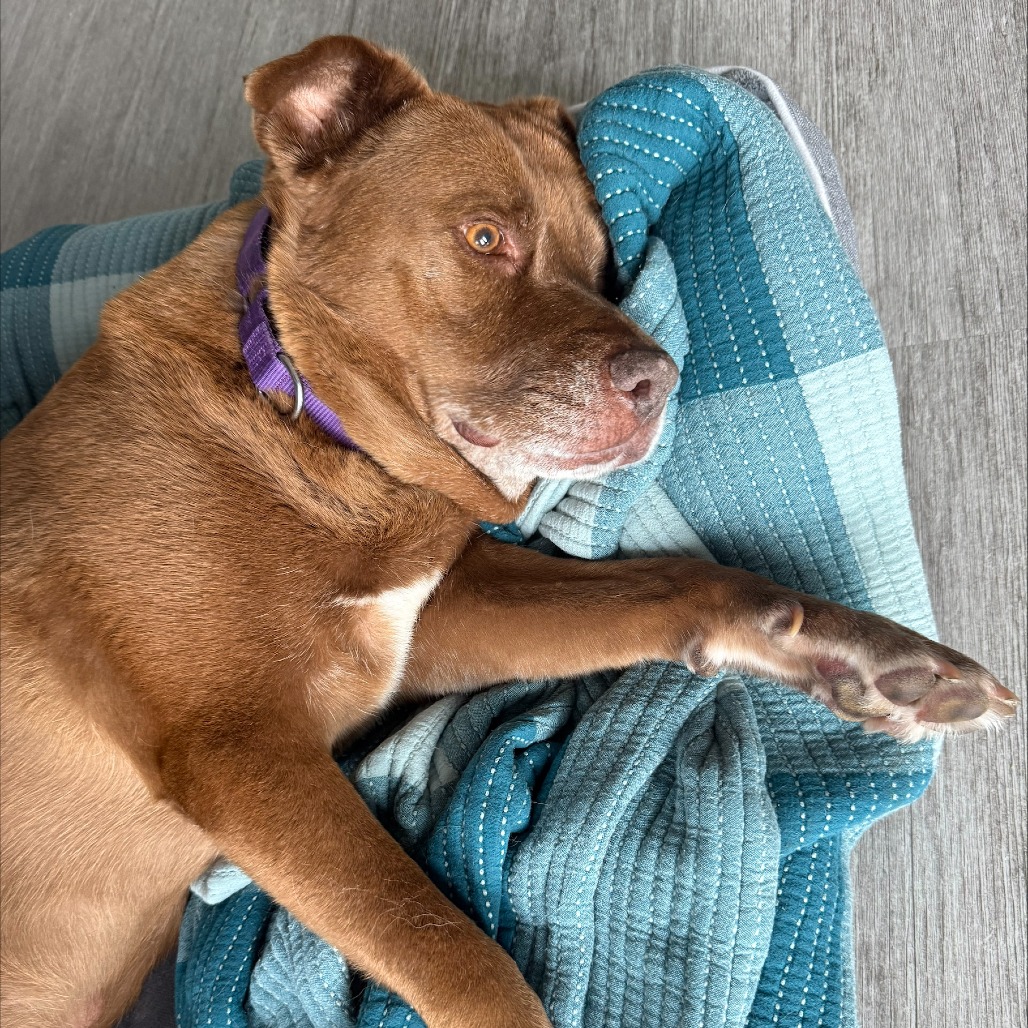 Brownie, photo 9