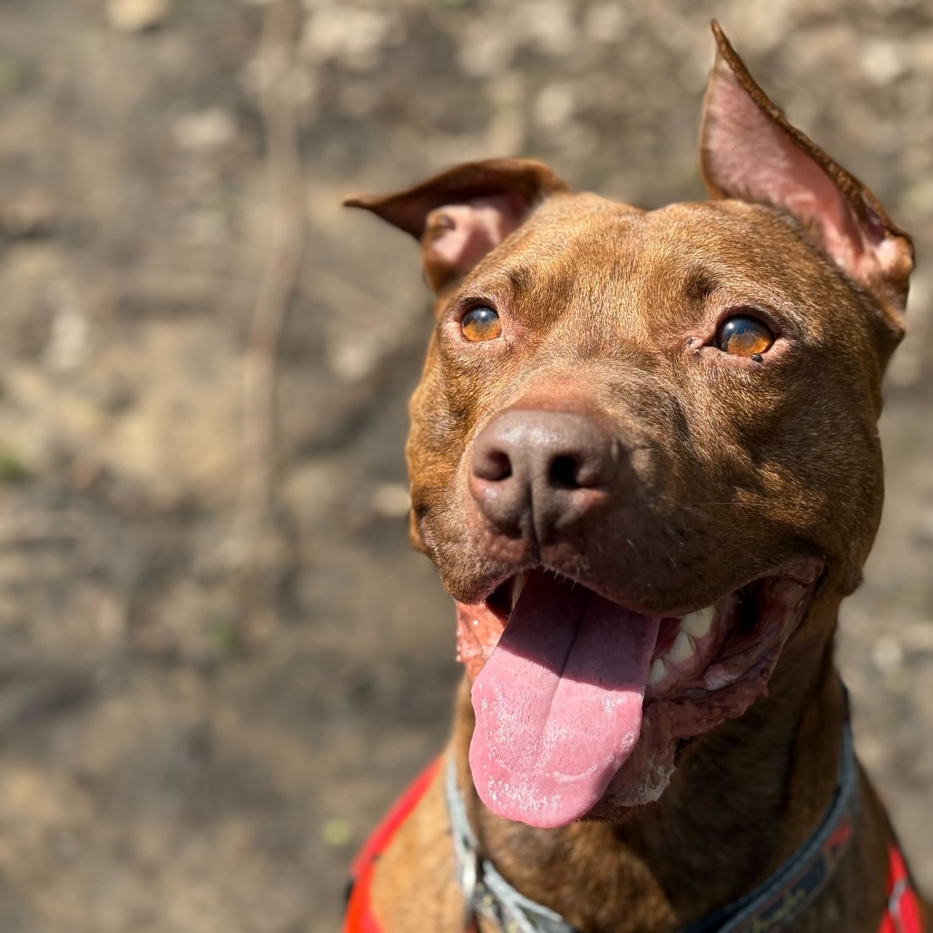 Simba-Foster — thumbnail 3