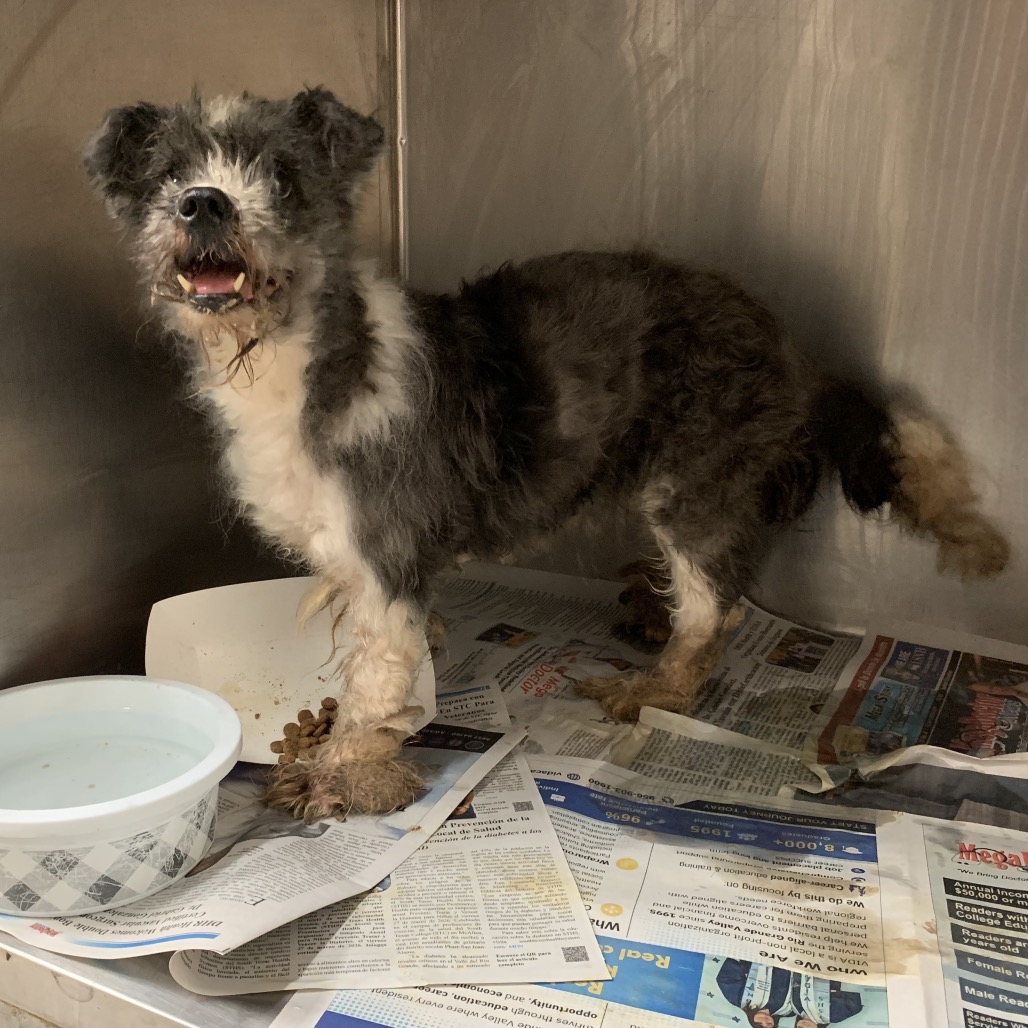 QUEEN JULIANN - Poodle / Miniature available for adoption