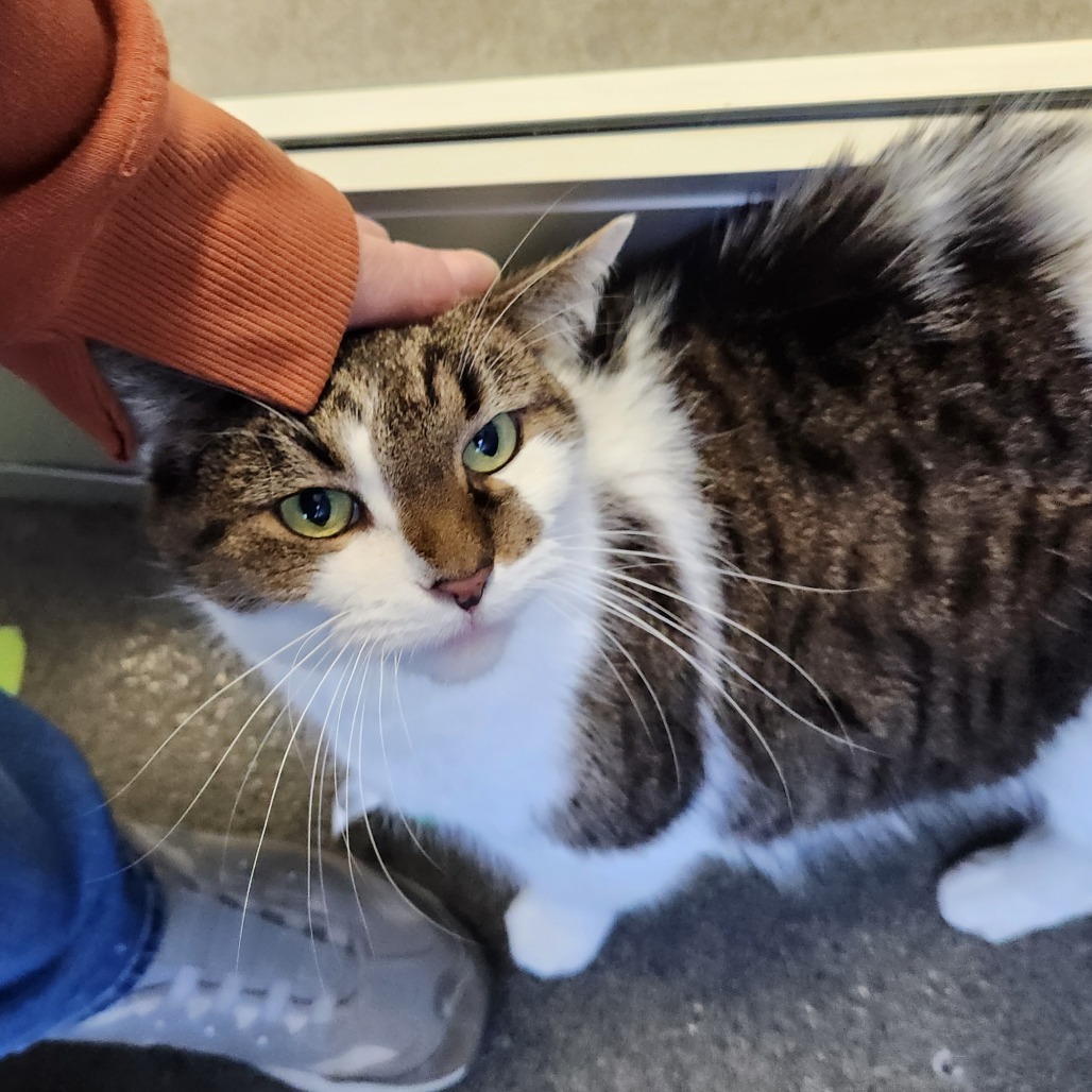 Meepers — thumbnail 3