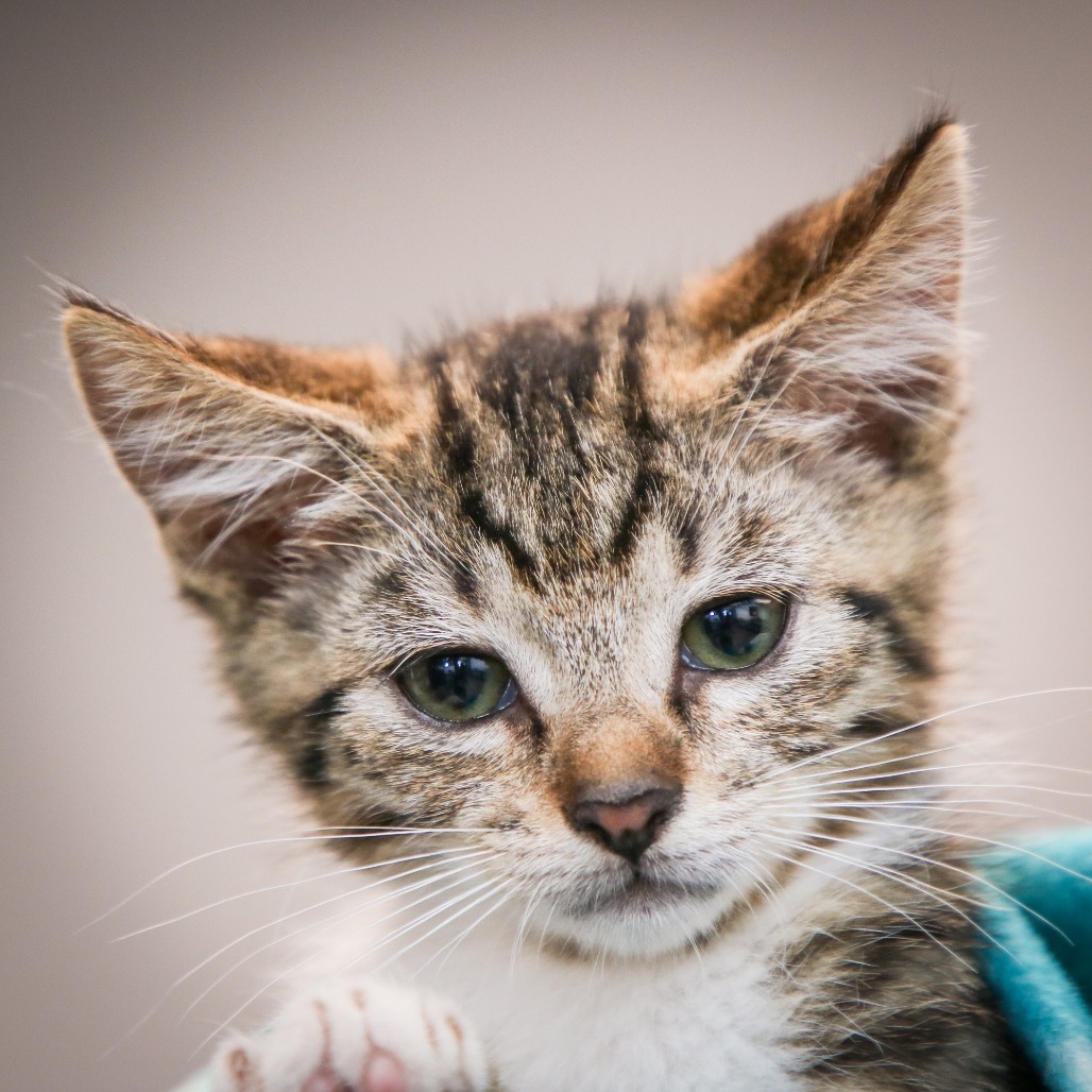 JUICY FRUIT - Domestic Shorthair / Mix for adoption in Hattiesburg