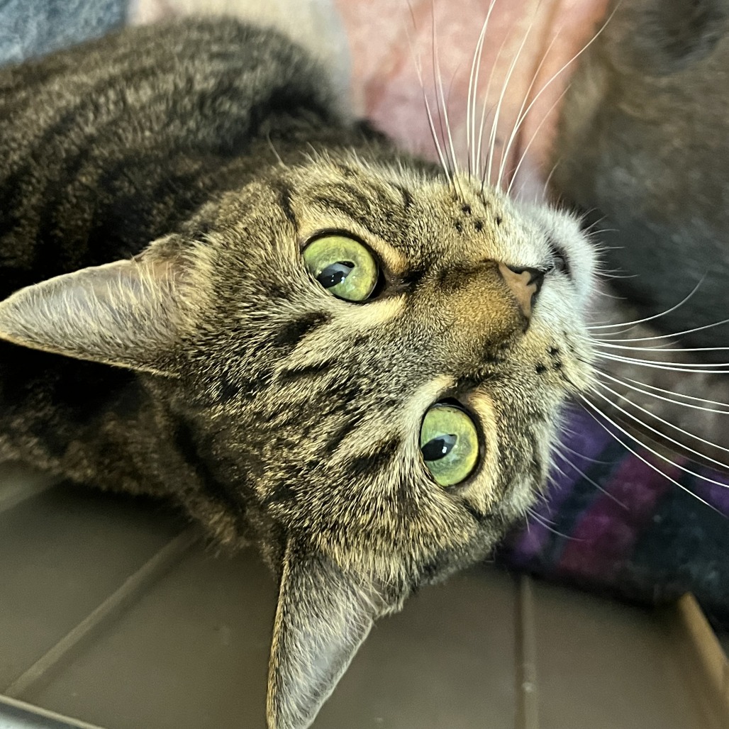 ABBY - Domestic Shorthair for adoption in Henderson