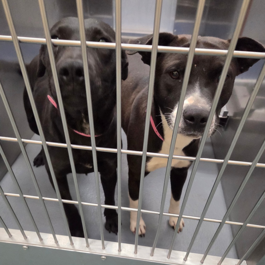 Botas — thumbnail 2