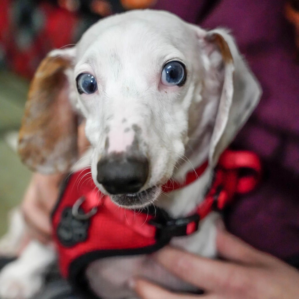 Dachshund