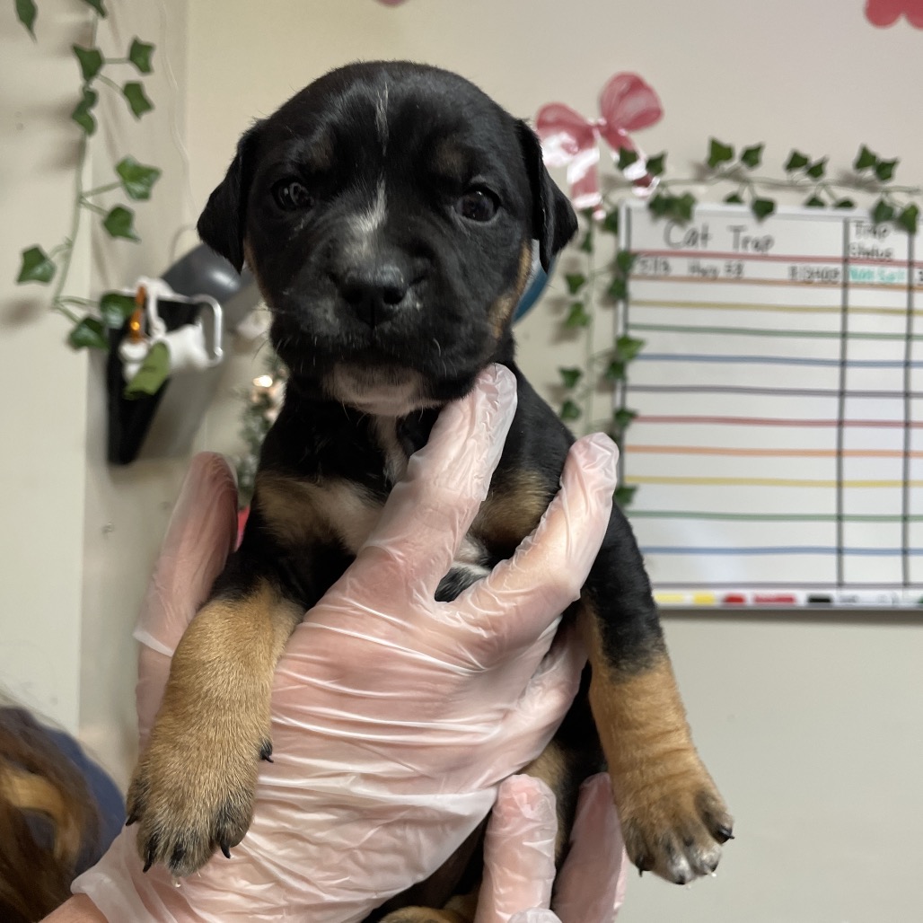 Lilo — thumbnail 8