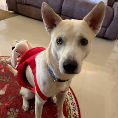 FIREBALL - Shepherd / Mixed Breed (Small) available for adoption