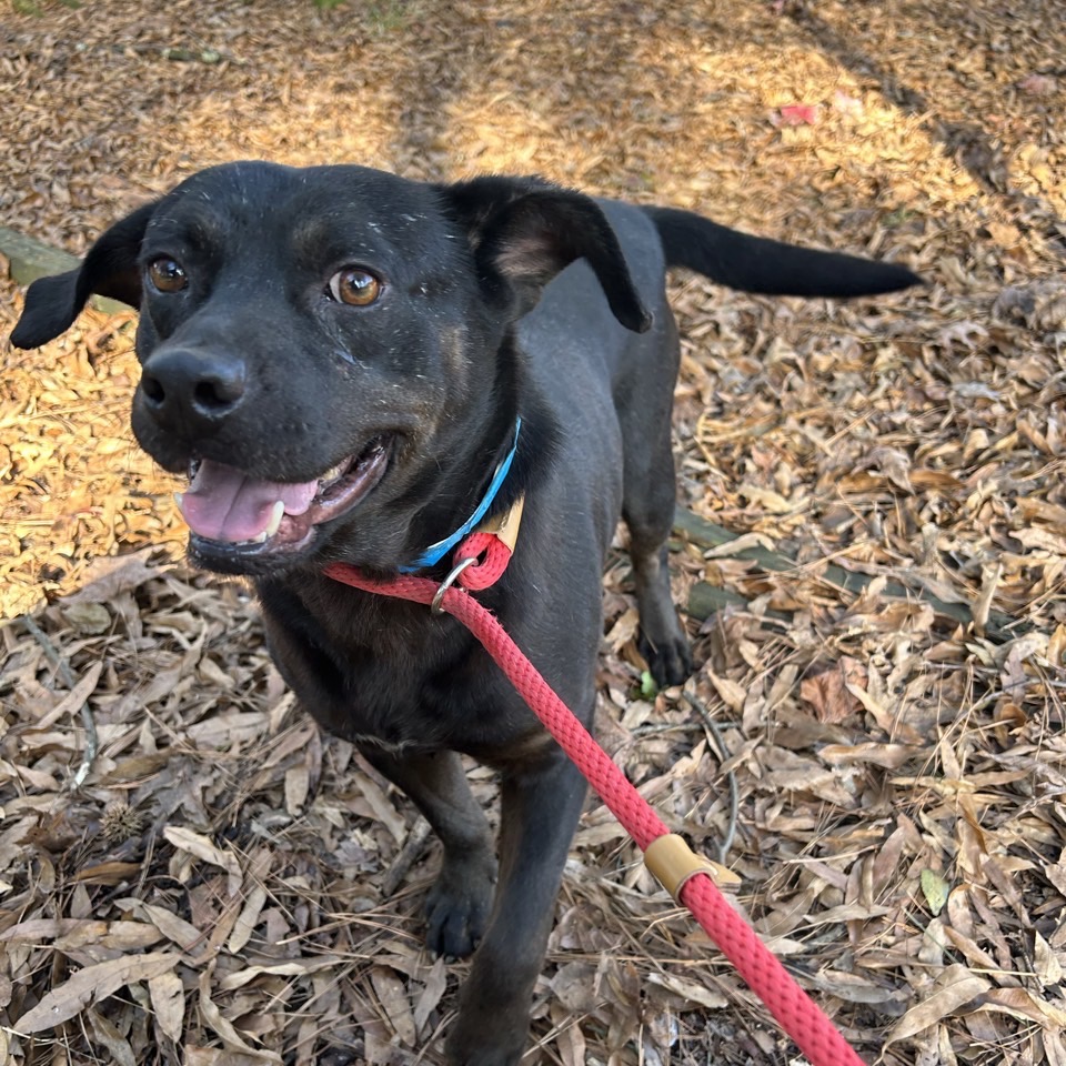 Odin — thumbnail 9