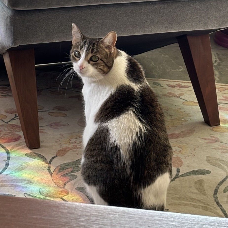 Stella: Female 77 Domestic Shorthair