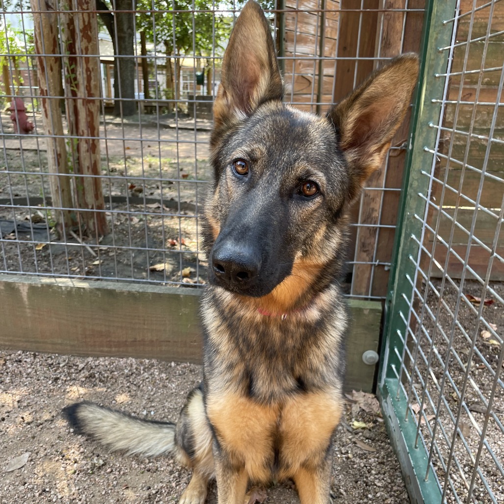 RILEY - Shepherd / German available for adoption