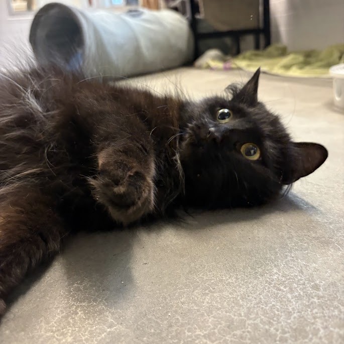 Photo of Looney Tuna 7