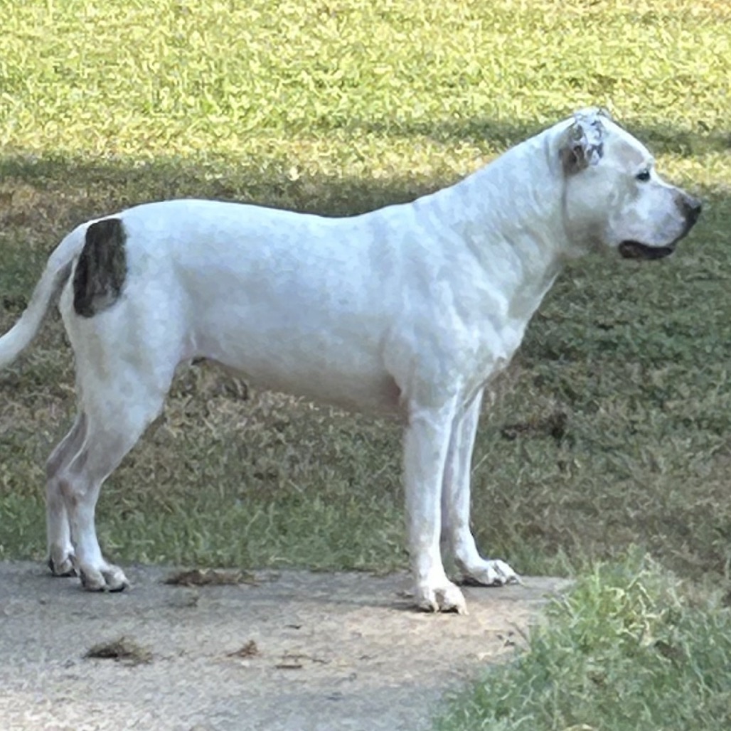 Sugar, photo 9