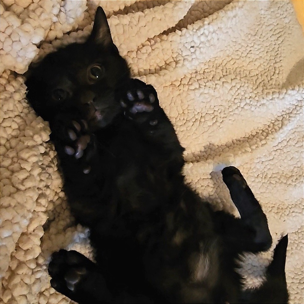 Hammerhead Shark: Male 2 Domestic Shorthair
