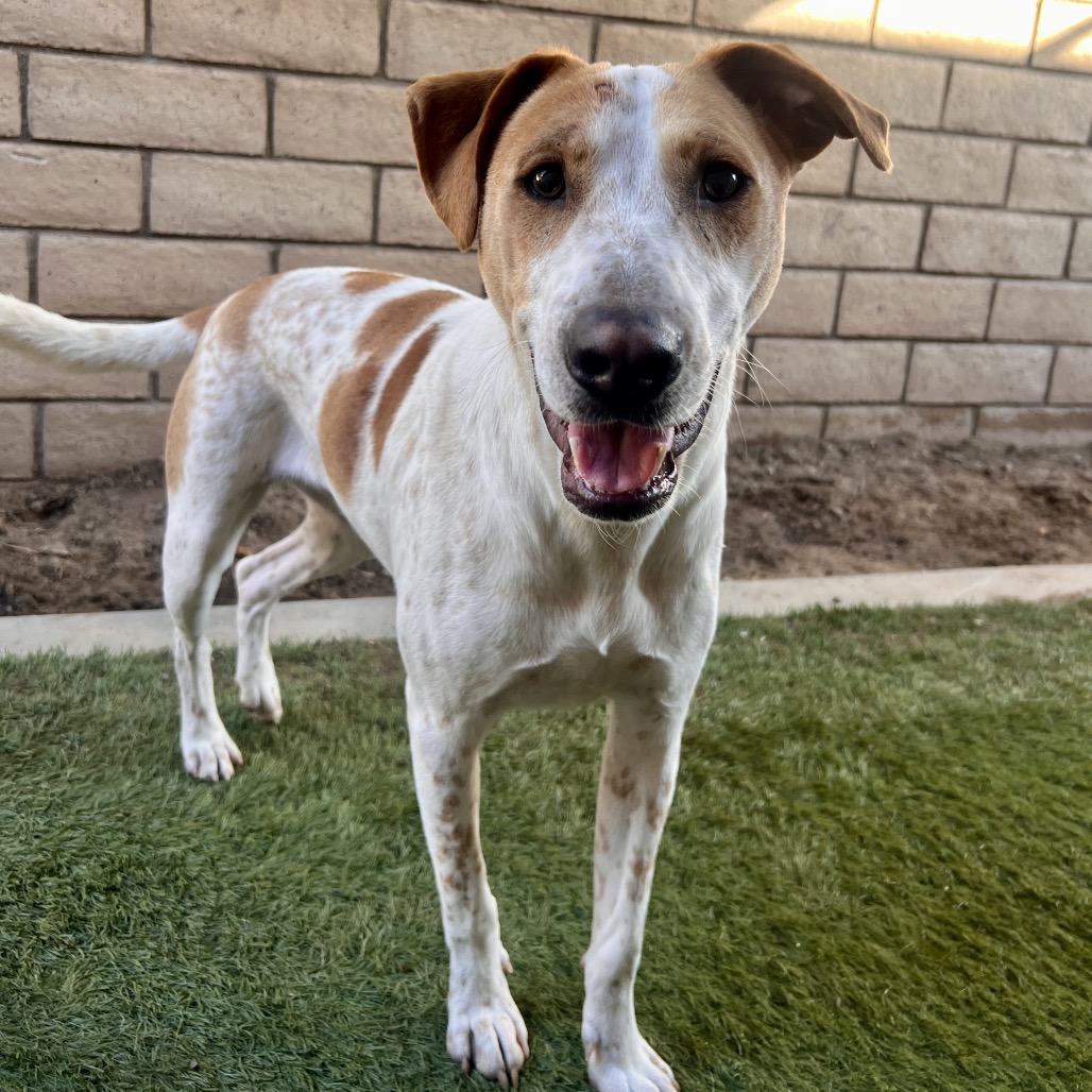 STITCH - Mixed Breed (Medium) / Mix available for adoption