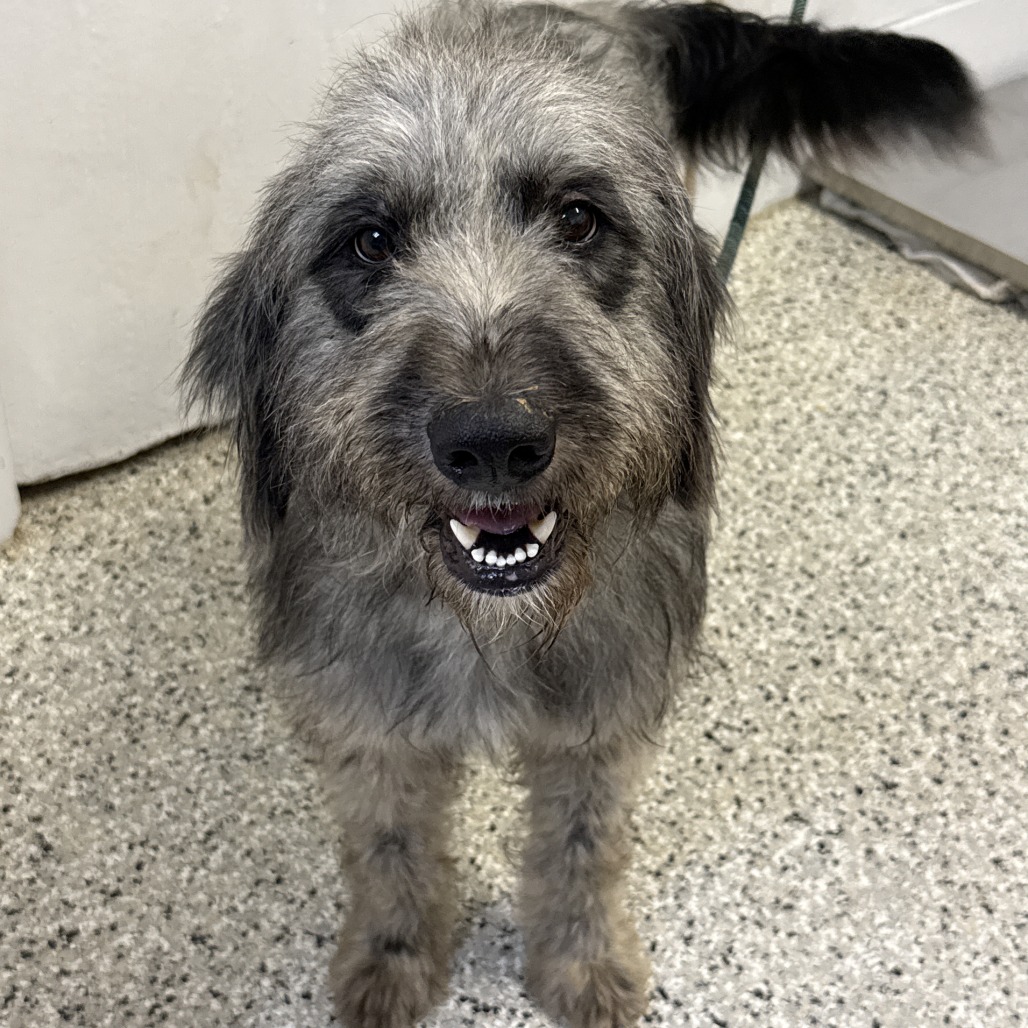 SNOOP FROGGY DOG - Sheep Dog / Poodle available for adoption
