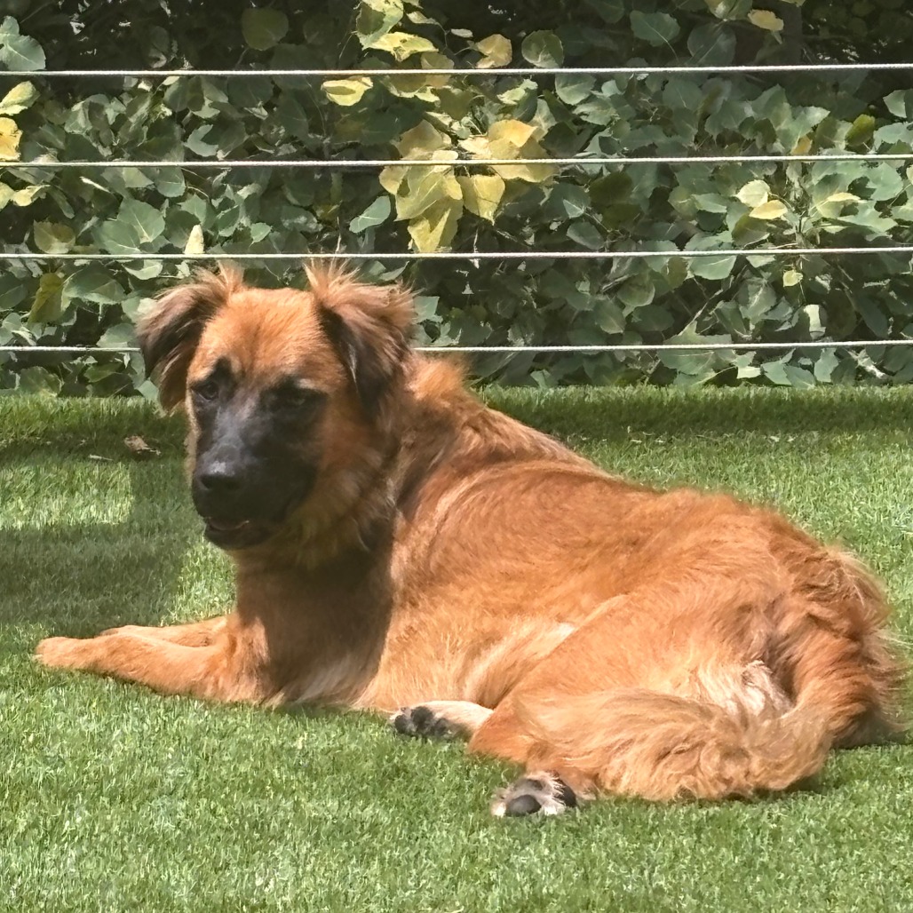 Nashua - FOSTER OR ADOPTER NEEDED