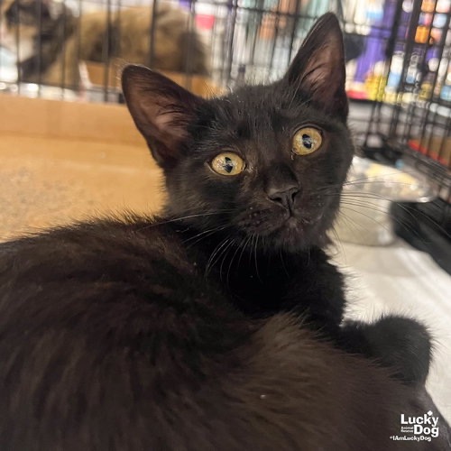 MARS - Domestic Shorthair available for adoption