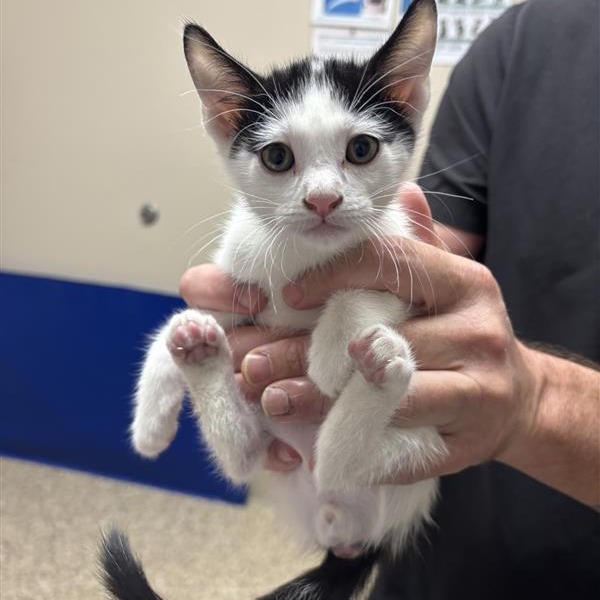 Donovan: Male 2 Domestic Shorthair