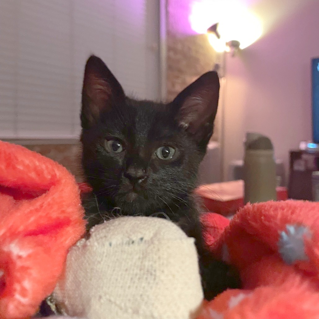 Hornet — thumbnail 6